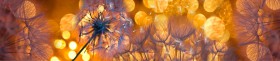 Кухонный фартук Мерцание Одуванчики золотистые 3 серебро в Твери - tver.katalogmebeli.com | фото